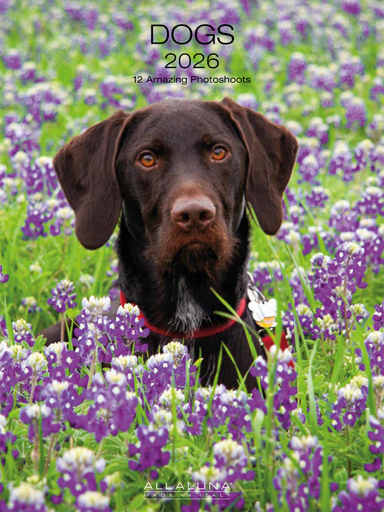 DOGS - 6 x 8 DESK CALENDAR