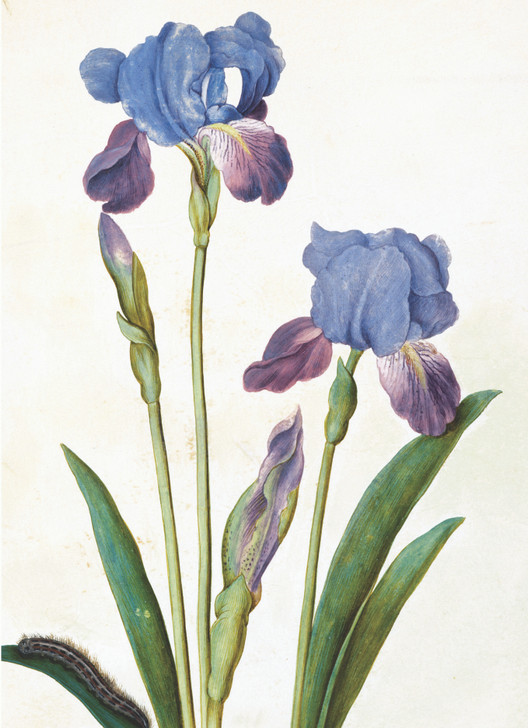 GARDEN IRIS - 4.5 x 6.25" BOTANICAL CARD