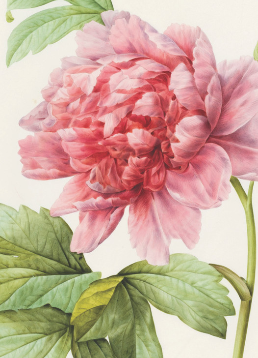PINK PEONY - 4.5 x 6.25" BOTANICAL CARD