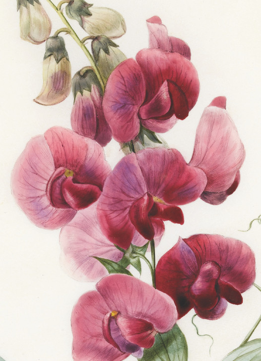 SWEET PEA - 4.5 x 6.25" BOTANICAL CARD