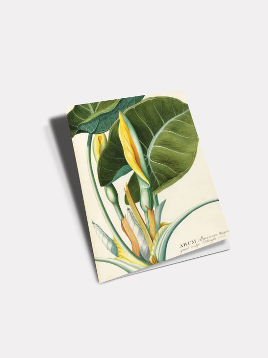 Arum Leaf - 4.5 x 6.25 Card