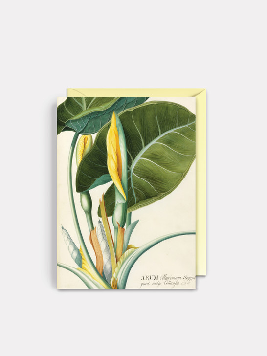 Arum Leaf - 4.5 x 6.25 Card