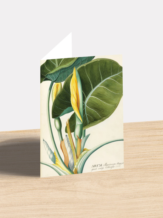 Arum Leaf - 4.5 x 6.25 Card