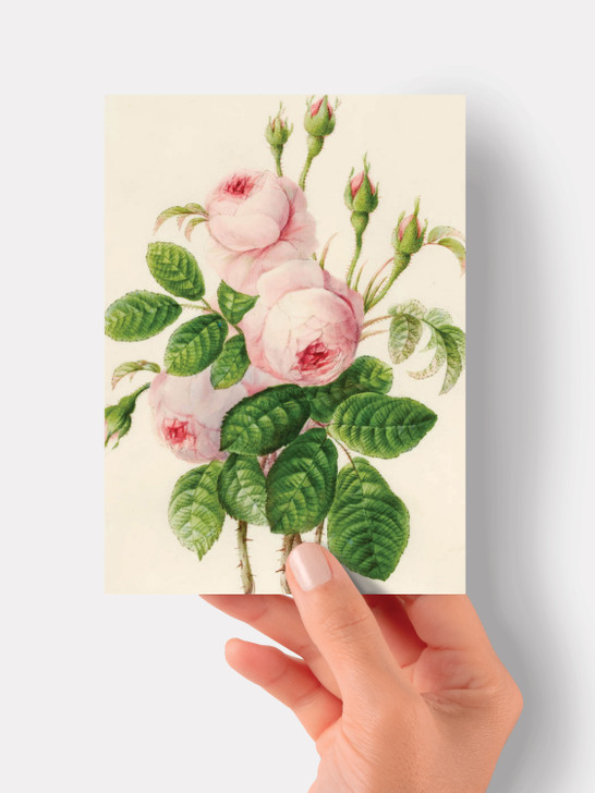 Pink Rose - 4.5 x 6.25 Card