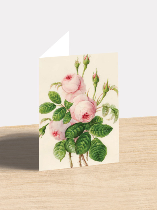 Pink Rose - 4.5 x 6.25 Card