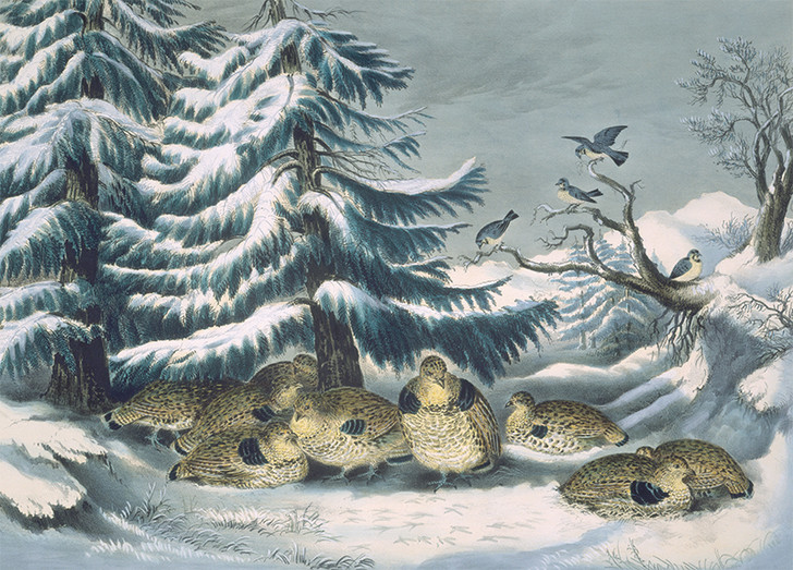 Currier & Ives, Snowed Up, Ruffled Grouse in Winter - Christmas Card - NMX18