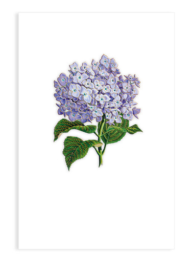 【超ポイント祭?期間限定】 9982000004 - Hydrangea - Nelson Line アイケア