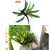 Artificial Plant - AF05#
