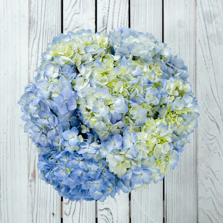 EDEN HYDRANGEA BLUE BOUQUET