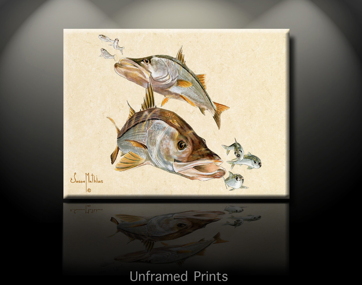 River Snook