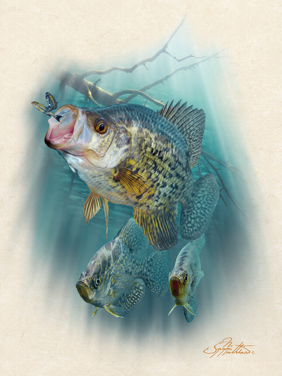 White Crappie - Jason Mathias Art Studios