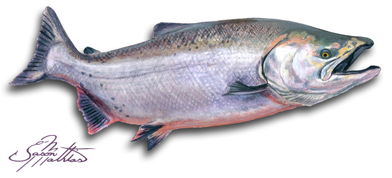 (Original) "Chinook Salmon" (Available) - Jason Mathias Art Studios