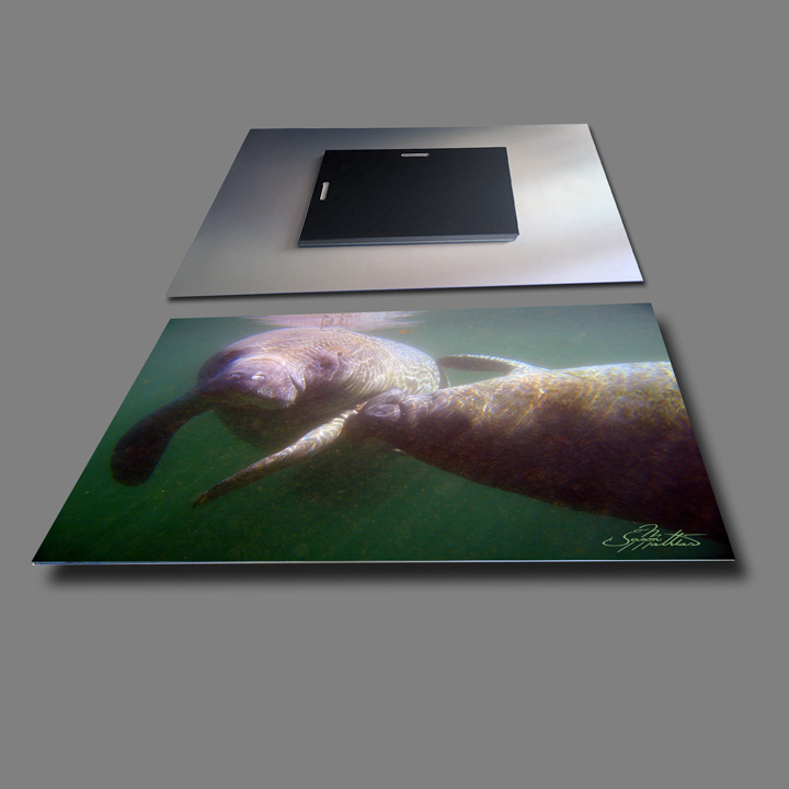 jason-mathias-metal-photo-prints-manatee.jpg