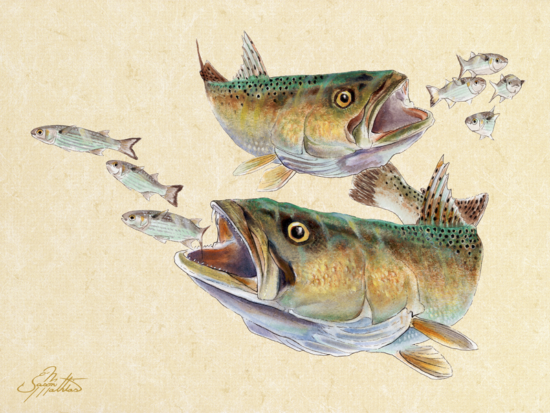 speckeld-seatrout-art.jpg