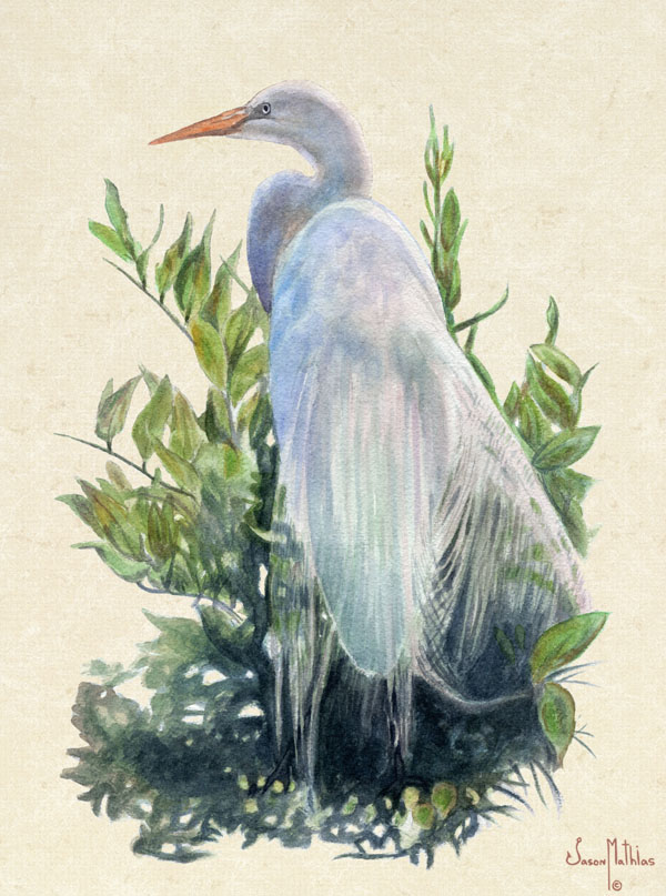 white-egret.jpg