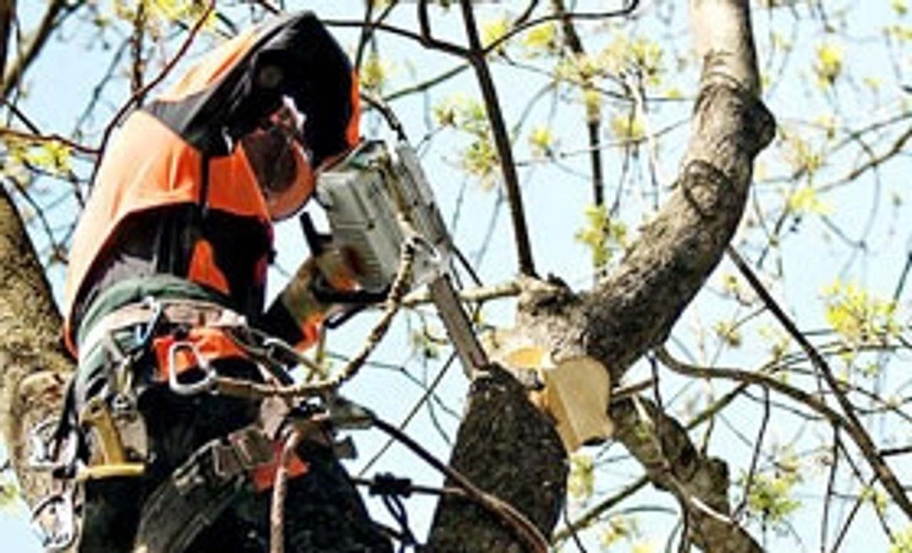 Arborist Chainsaws