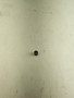 Rotax 125 Driver Gear Needle Pin