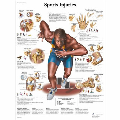 3B Scientific Sports Injuries Chart (Laminated) - Comprehensive Guide ...