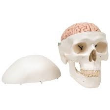3b scientific skeleton