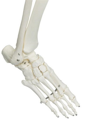 3B Scientific Human Skeleton Model Stan Smart Anatomy