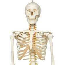 3B Scientific Flexible Human Skeleton Model Fred Smart Anatomy