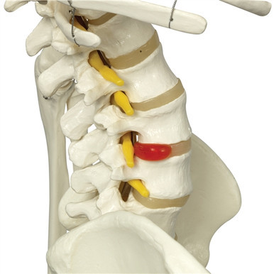 Fred Smart Anatomy