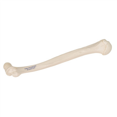 3B Scientific Human Right Humerus Model Smart Anatomy