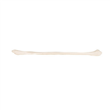 3B Scientific Human Fibula Model Smart Anatomy