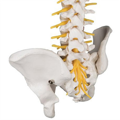 3B Scientific Deluxe Flexible Human Spine Model with Sacral Opening Smart Anatomy