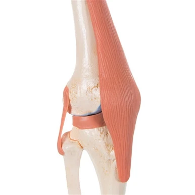 3B Scientific Functional Human Knee Joint Model with Ligaments & Marked Cartilage Smart Anatomy