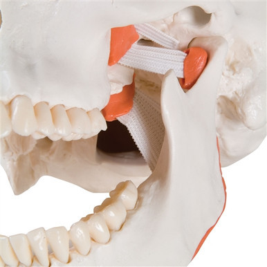3B Scientific TMJ Human Skull Model, Demonstrates Functions of Masticator Muscles, 2 Part Smart Anatomy