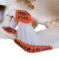 3B Scientific TMJ Human Skull Model, Demonstrates Functions of Masticator Muscles, 2 Part Smart Anatomy