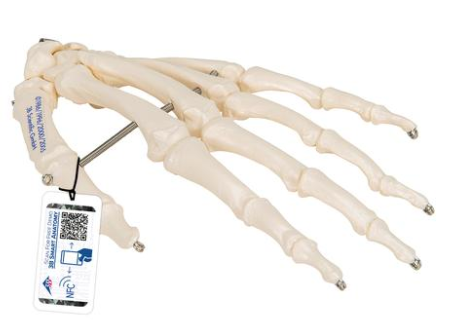3B Scientific Human Right Hand Skeleton Model, Loosely on Nylon String Smart Anatomy