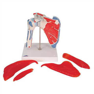 3B Scientific Human Shoulder Joint Model with Rotator Cuff & 4 Removable Muscles, 5 Part Smart Anatomy