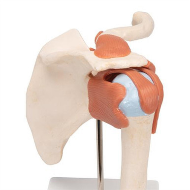 Physiological Movable Smart Anatomy