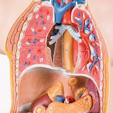 Mini Human Torso Model