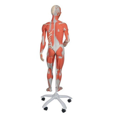 3B Scientific 3/4 Life-Size Dual Sex Human Muscle Model on Metal Stand, 45 Part Smart Anatomy
