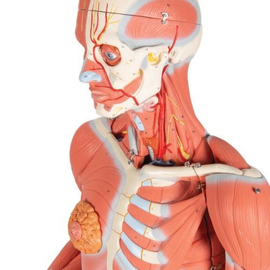 3B Scientific 3/4 Life-Size Dual Sex Human Muscle Model on Metal Stand, 45 Part Smart Anatomy