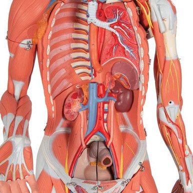 3B Scientific 3/4 Life-Size Dual Sex Human Muscle Model on Metal Stand, 45 Part Smart Anatomy