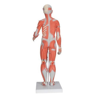 3B Scientific 1/2 Life-Size Complete Human Dual Sex Muscle Model, 33 Part Smart Anatomy