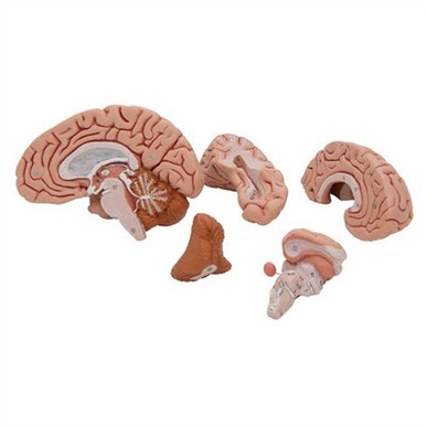 3B Scientific Classic Human Brain Model, 5 Part Smart Anatomy
