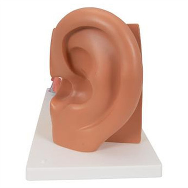 3B Scientific Human Ear Model, 3 Times Life-Size, 4 Part Smart Anatomy