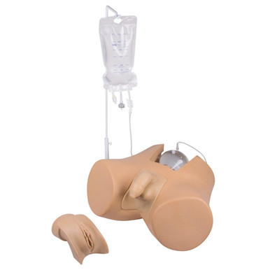 Erler Zimmer Catheterization Trainer with Male Genital Insert (Henri) and Female Genital Insert (Florence)