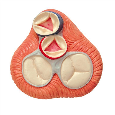 3B Scientific Life-Size Human Heart Model, 5 Parts with Representation of Systole Smart Anatomy