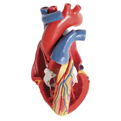 3B Scientific Life-Size Human Heart Model, 5 Parts with Representation of Systole Smart Anatomy