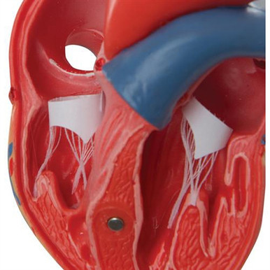 3B Scientific Classic Human Heart Model, 2 Part Smart Anatomy