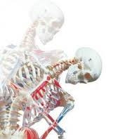 3B Scientific Human Skeleton Model Sam on Hanging Stand with Muscle & Ligaments Smart Anatomy