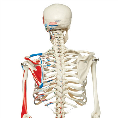Human Skeleton Model