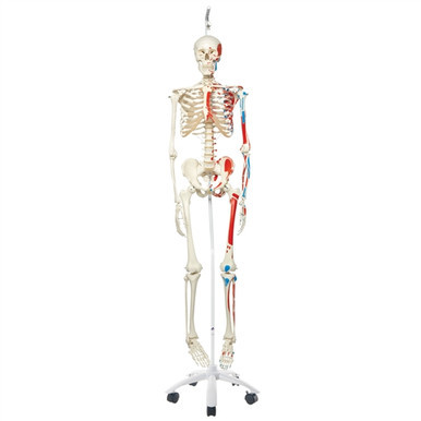 Human Skeleton Anatomy