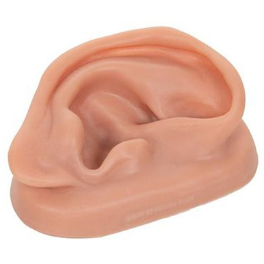 3B Scientific Acupuncture Right Ear